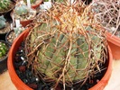 Echinocactus horizonthalonius