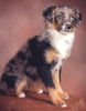 North American Miniature Australian Shepherd