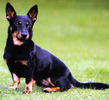 Lancashire Heeler