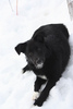 Tahltan Bear Dog