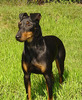 Manchester Terrier