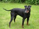 Manchester Terrier