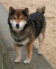 Shiba_Inu_600