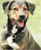 Pinscher Austriac