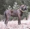 Plott Hound