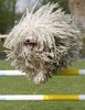 puli dog