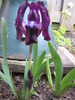 Iris 23 apr 2010 (1)