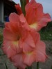 gladiola