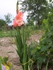 gladiola.