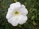 petunie alba