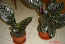 calatheea