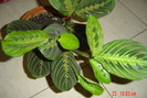 maranta