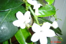 iasomia de camera