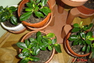 gardenia