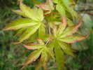 Acer palmatum Katsura (2010, April 24)