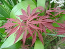 Acer palmatum Bloodgood (2010, Apr.24)