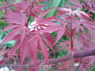 Acer palmatum Bloodgood (2010, Apr.24)
