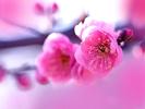 pink_flower