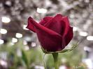 RedRose02