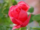 RedRose22