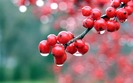 00224_berries_2560x1600