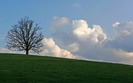 00746_onetreehill_2560x1600