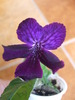 DSCF7071
