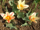 Picture 013