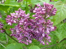 Lilac Ruhm von Horstenstein (`10,Apr.25)