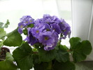 primula