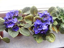 violete mov