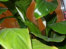 boboci de crinul pacii