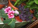 gloxi si oxalis