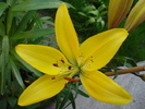 Yellow Asiatic lily, 23apr2010