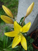 Yellow Asiatic lily, 24apr2010