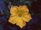 floare de dovleac.