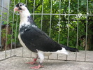 42 b (2)
