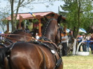 Picture 062