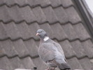Porumbel gulerat in vizita 25 apr 2010 (3)
