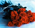 Best roses of world