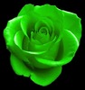 GREEN ROSE