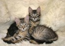 Two tabby cats