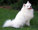 American eskimo dog