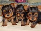 3 pui yorkie