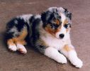 australian_shepherd_01_puppies_for_sale