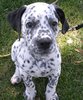 BullmatianDukeBulldogDalmatianPuppy3Months2