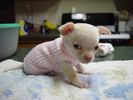 chihuahua_puppy