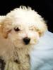 maltese-poodle-mix-puppies-geter-17498