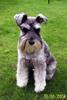 miniature-schnauzer
