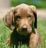 mocho_chocolate_labrador_weimaraner_mix_01.jpg_w200